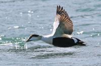 Common eider.
