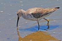 Stilt sandpiper.