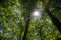 Deep in the woods of Chilmark.