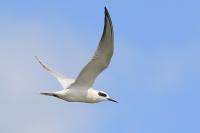 Forster's tern.
