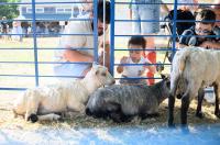 The sheep pen by the fiber tent is a hit with young ones.