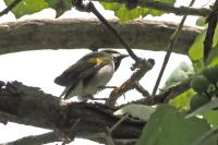 Golden-winged warbler.