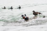 Harlequin ducks.