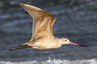 Marbled godwit.