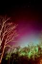 Vibrant colors through the tree.