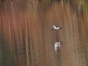 Bufflehead.