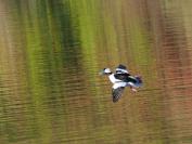 Bufflehead.