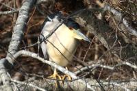 Black-crowned night heron.