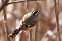 Golden-crowned kinglet.