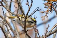 Golden-crowned kinglet.
