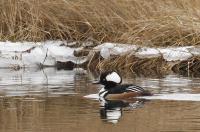 Hooded merganser.