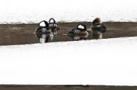 Hooded mergansers.