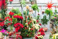 Seasonal plants play a leading role.
