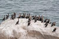 Double-crested cormorants.