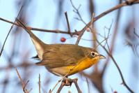 Yellow-breasted chat.