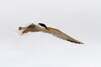 Common tern.