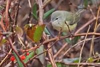 Orange-crowned warbler.