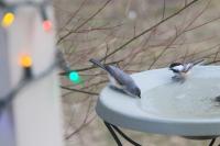Black-capped chickadee with tufted titmouse.