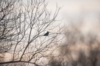 Several Belted Kingfishers were seen.