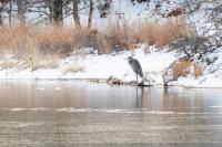 A Great Blue Heron in Tisbury Great Pond near Seppiessa.