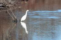 An immature snowy egret seen.