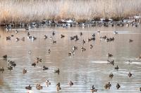 150 Hooded Mergansers were counted at the head of Town Cove.
