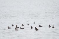 Ruddy ducks.