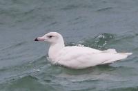 Glaucous gull.