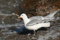 Iceland gull.